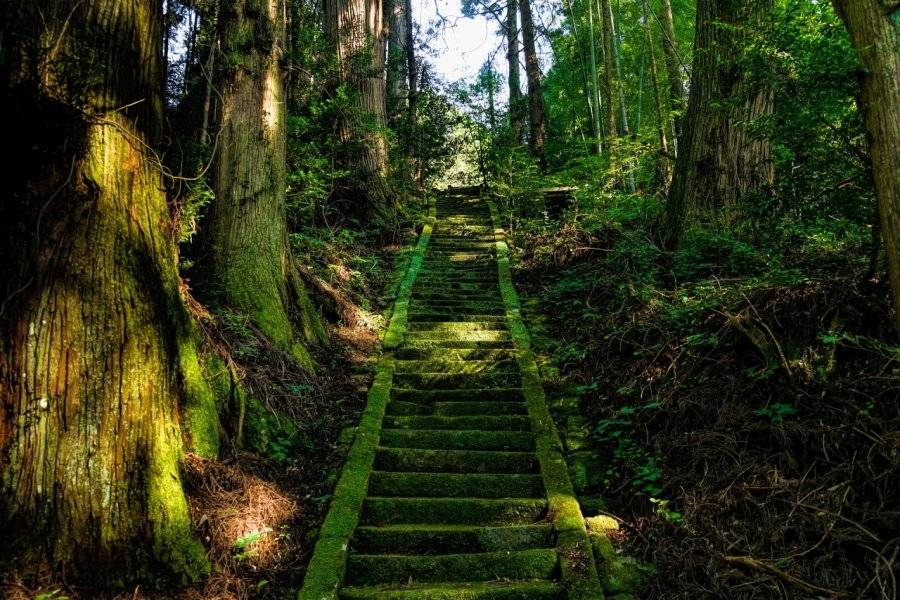 La forêt - ©AU FIL DU JAPON