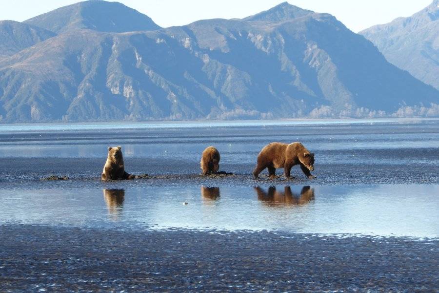 Ours en Alaska - ©TERRA ALASKA