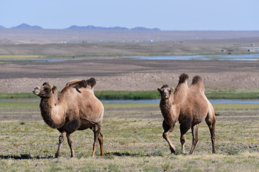 Wild Camels of Mongolia - ©Tour Mongolia