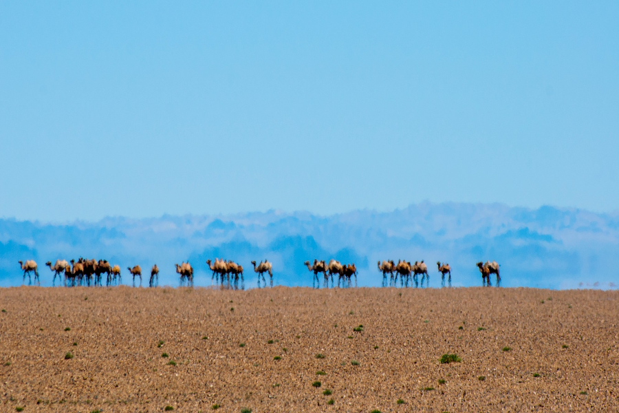 Camels in desert - ©Tour Mongolia