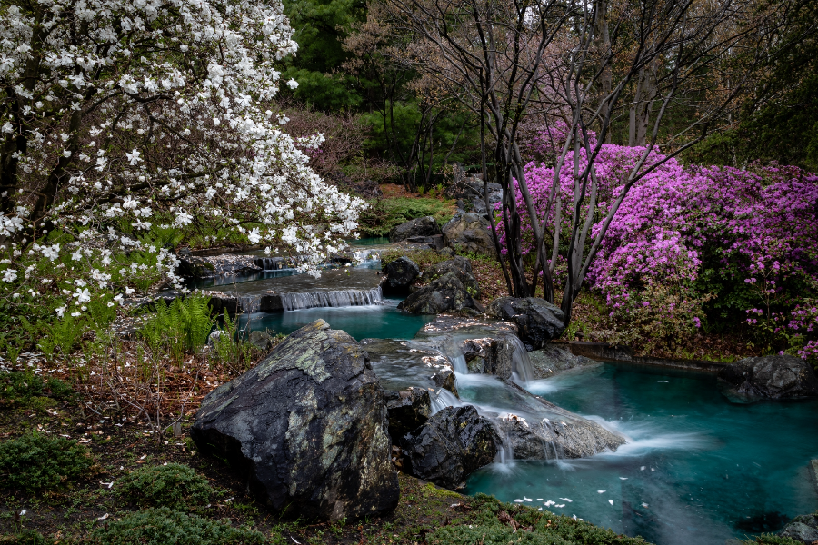 Floraison printanière au Jardin japonais - ©Espace pour la vie/Claude Lafond