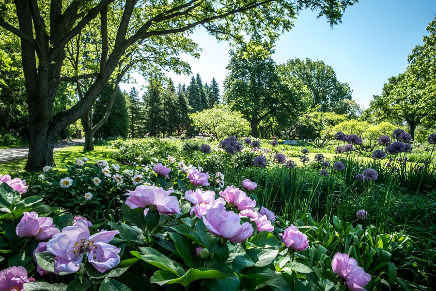 Le ruisseau fleuri - ©Espace pour la vie/Raymond Jalbert