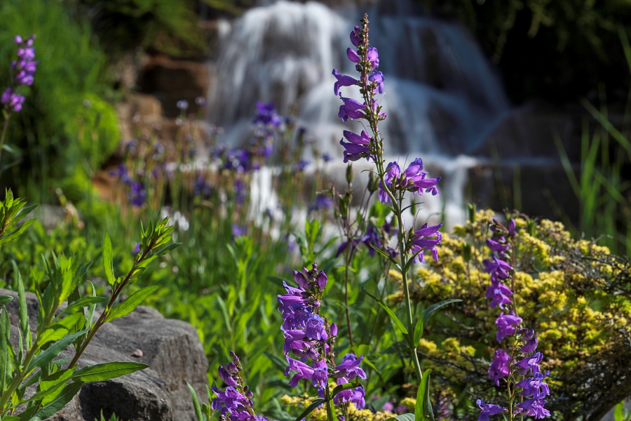 Floraison au Jardin alpin - ©Espace pour la vie/Claude Lafond