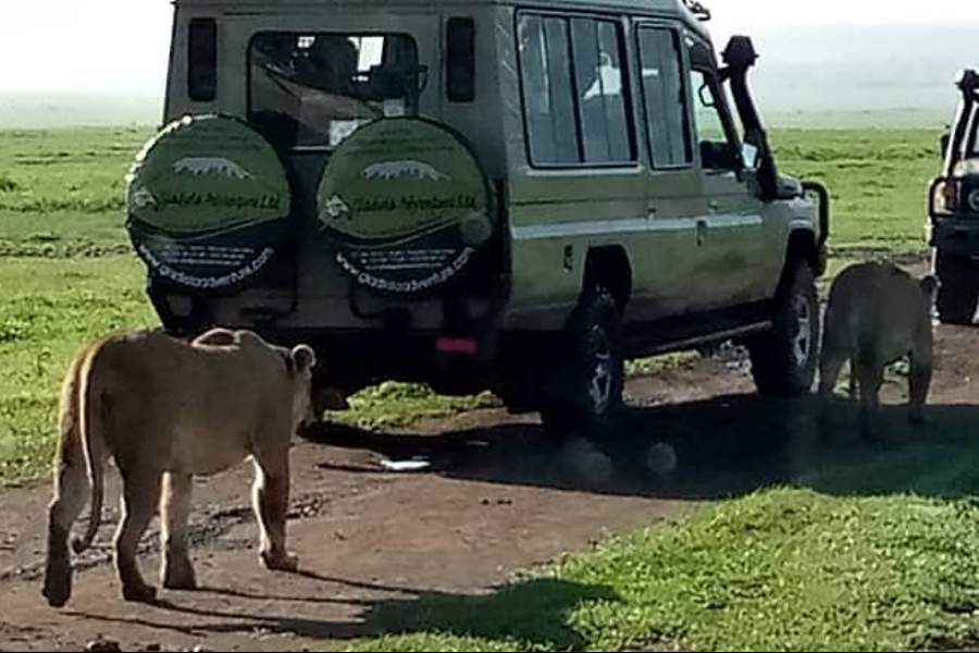 Tanzania safaris Ngorongoro, Serengeti Tarangire, Ruaha, Selous/Nyerere National Park and others - ©Gladiola Adventure ltd
