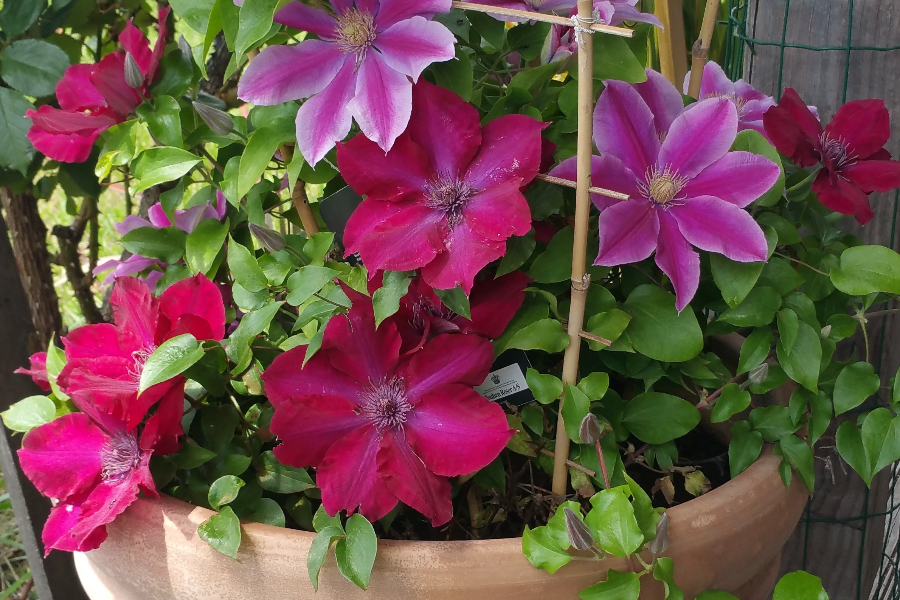 Jardinière balcon