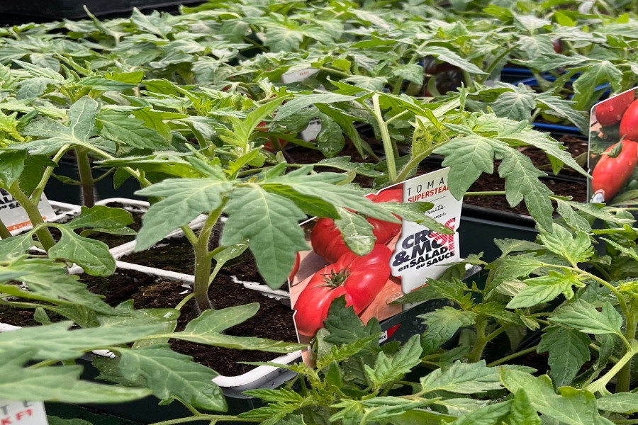 Plants de tomates
