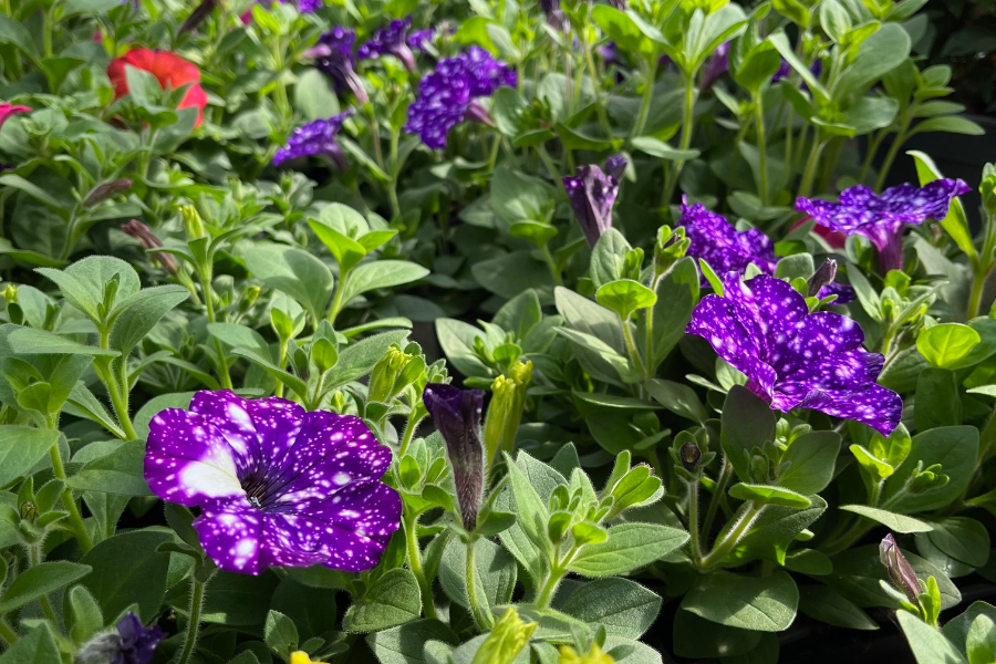 Fleurs