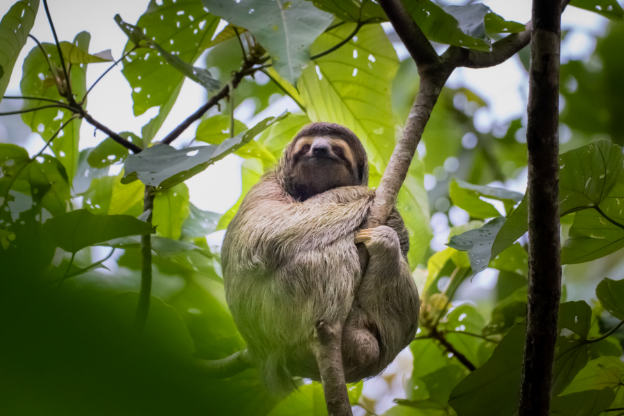 Gaia Hotel & Reserve Nature Reserve wild life, sloth - ©.