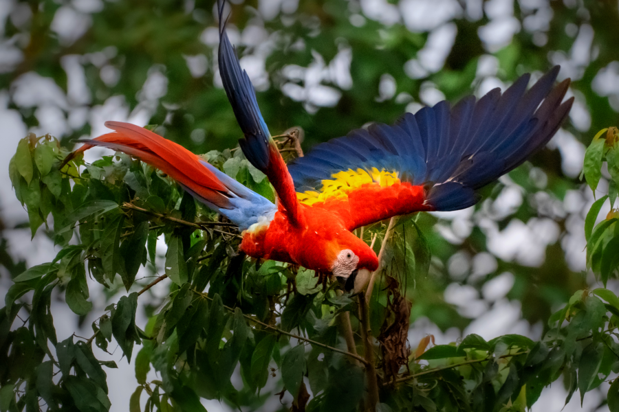 Nature Reserve at Gaia, red scarlet macaw - ©.