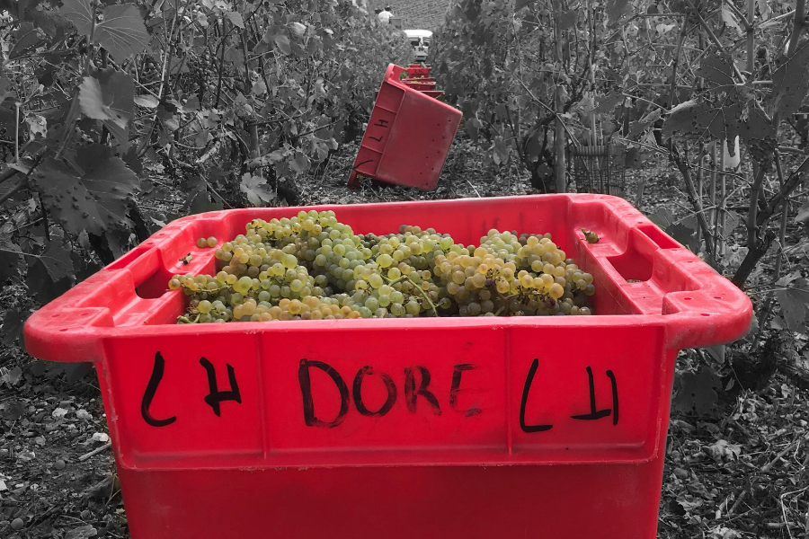Vendanges Champagne Doré Léguillette