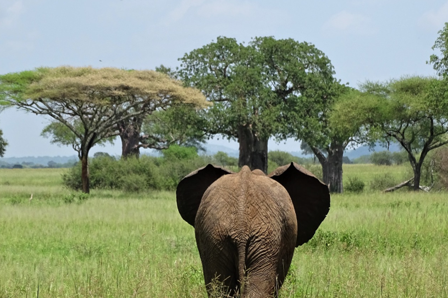 Tarangire - ©Kibowhy Safaris