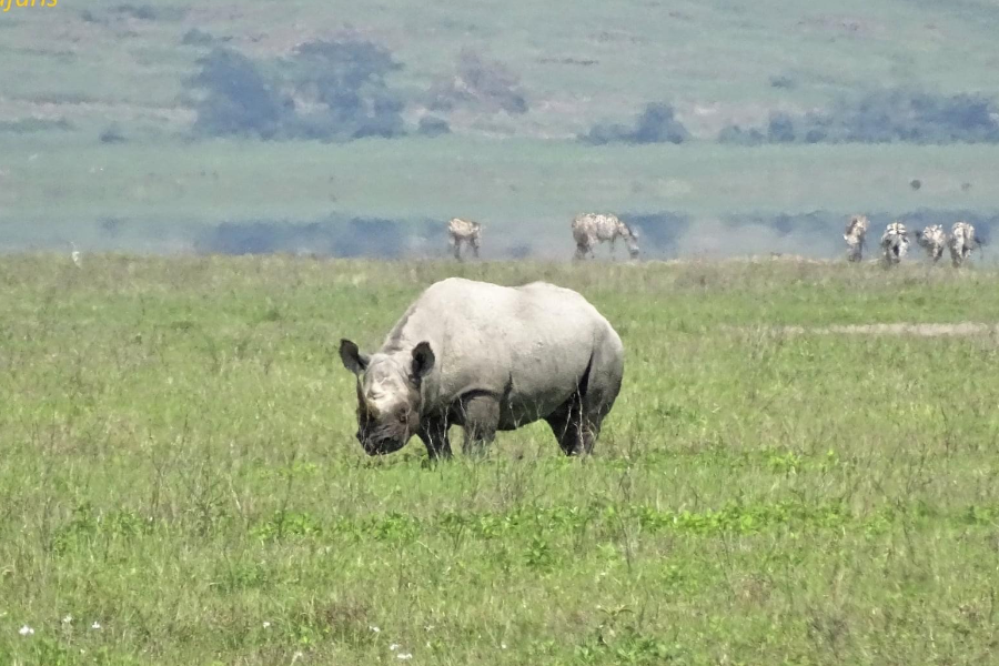 Ngorongoro - ©Kibowhy Safaris