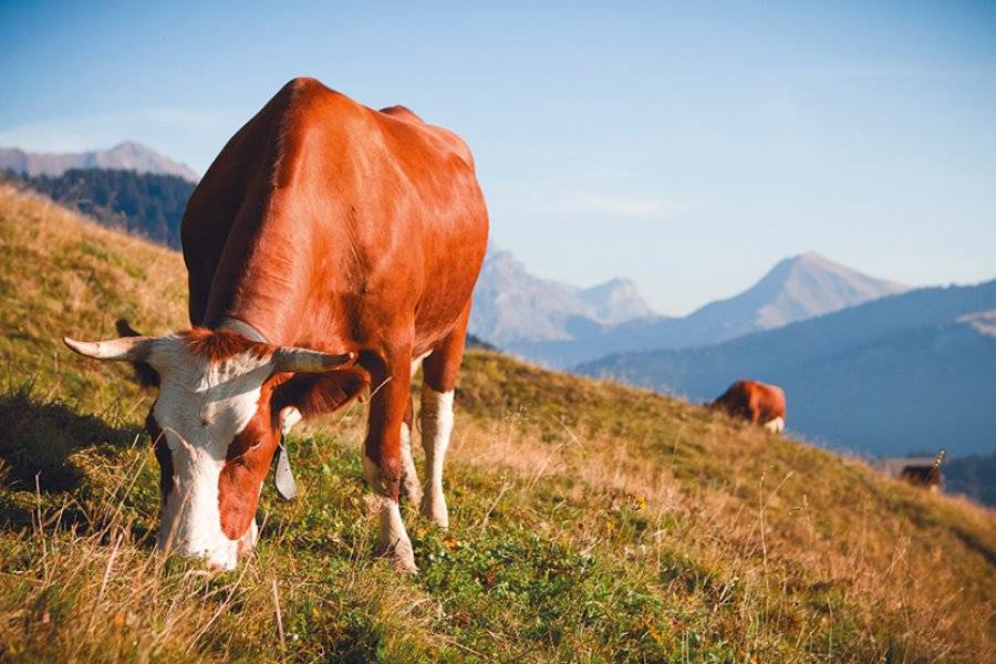 Vache en alpage - ©COOPÉRATIVE FRUITIÈRE VAL D'ARLY
