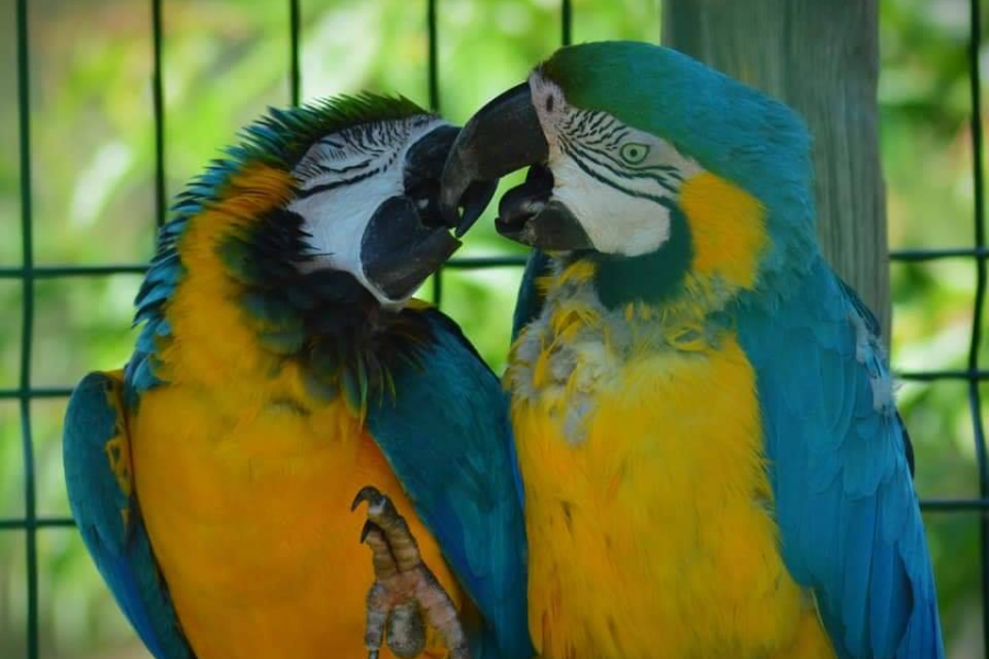 CORSICA ZOO