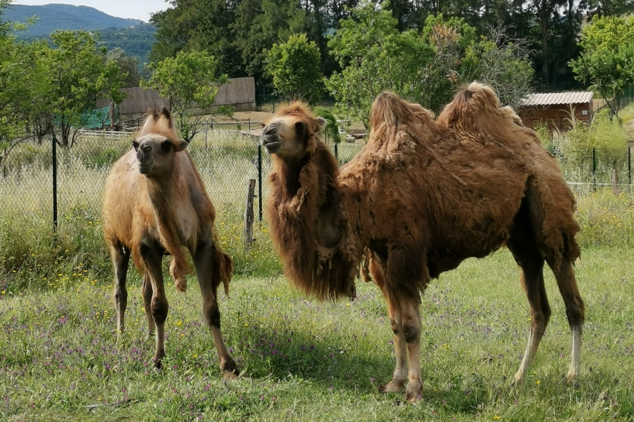 CORSICA ZOO