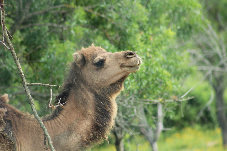 CORSICA ZOO