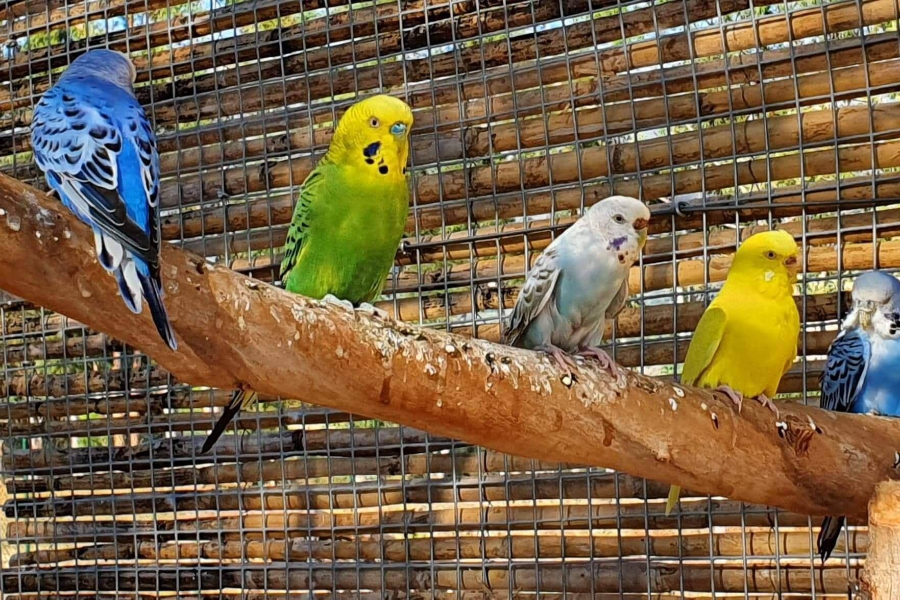 CORSICA ZOO