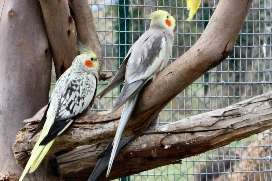 CORSICA ZOO