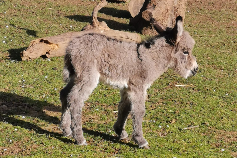 CORSICA ZOO