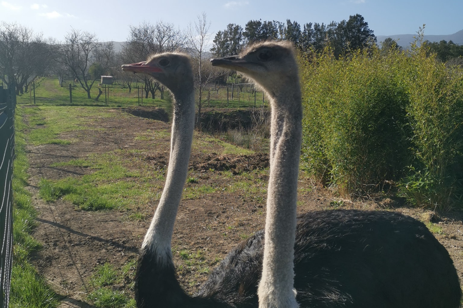 CORSICA ZOO