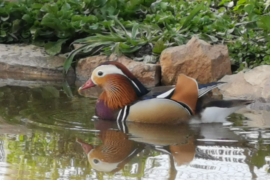 CORSICA ZOO