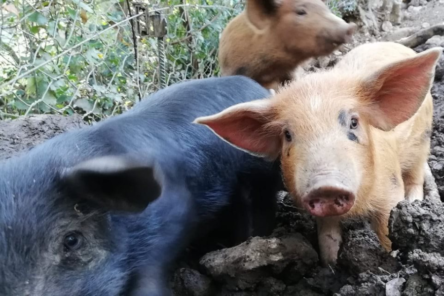 CORSICA ZOO
