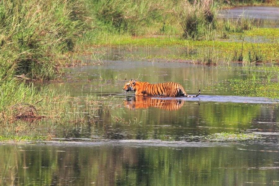 Bengal Tiger - ©EXOTIC TREKS ET EXPEDITIONS