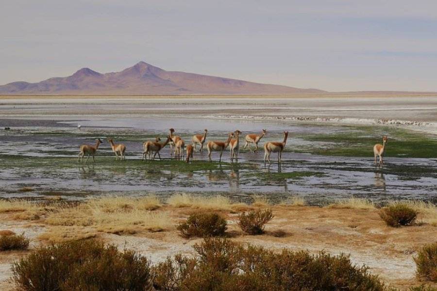 Altiplano Andin - ©SOUTHERN EXPERIENCE VIAJES EVT