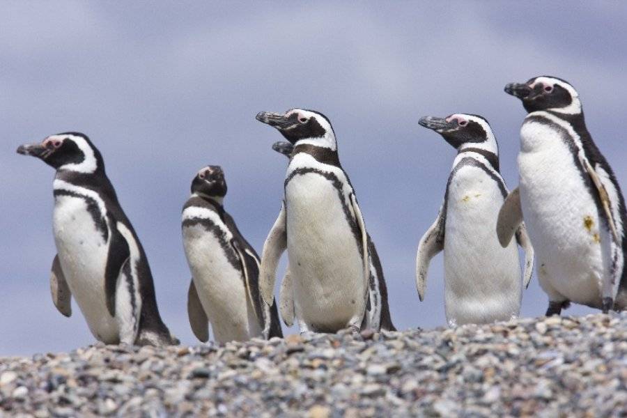 Pingouins Argentine - ©TERRA ARGENTINA