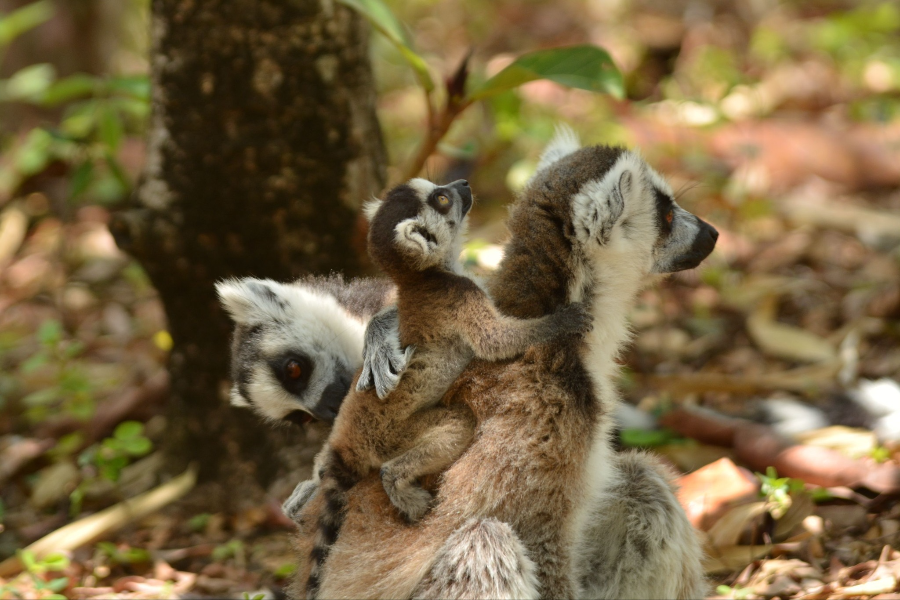 NATURE & CULTURE MADAGASCAR