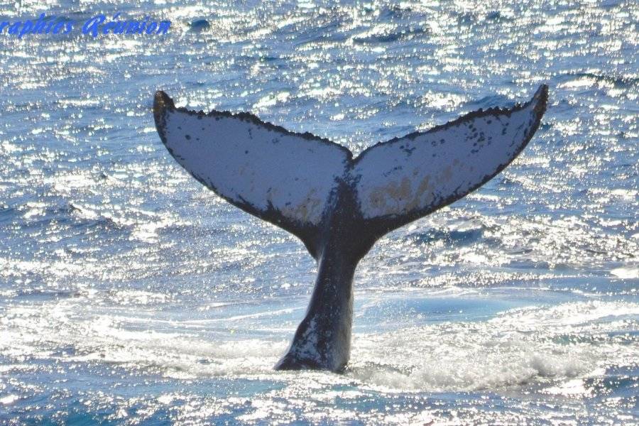 baleines réunion - ©COCOBOAT
