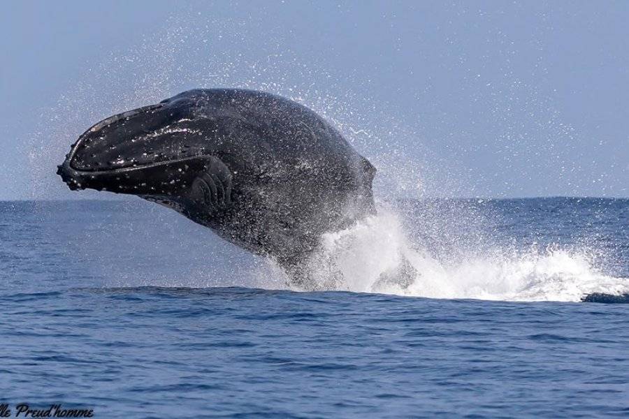 baleine reunion coco - ©COCOBOAT