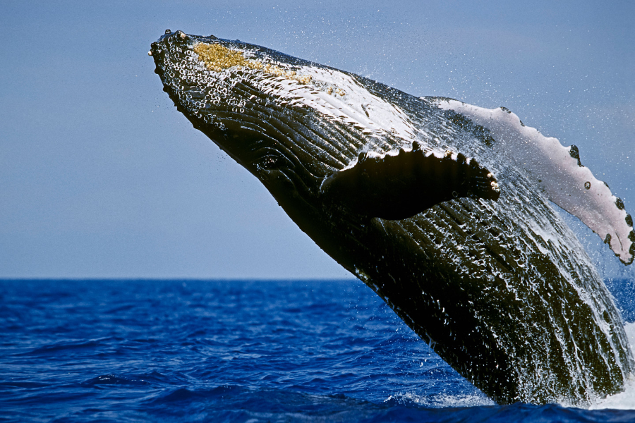 Baleine à bosse - ©Liquid Dive Adventures Tofo