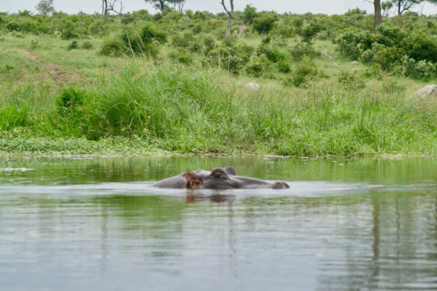 Hippopotame - ©Atiba Voyage
