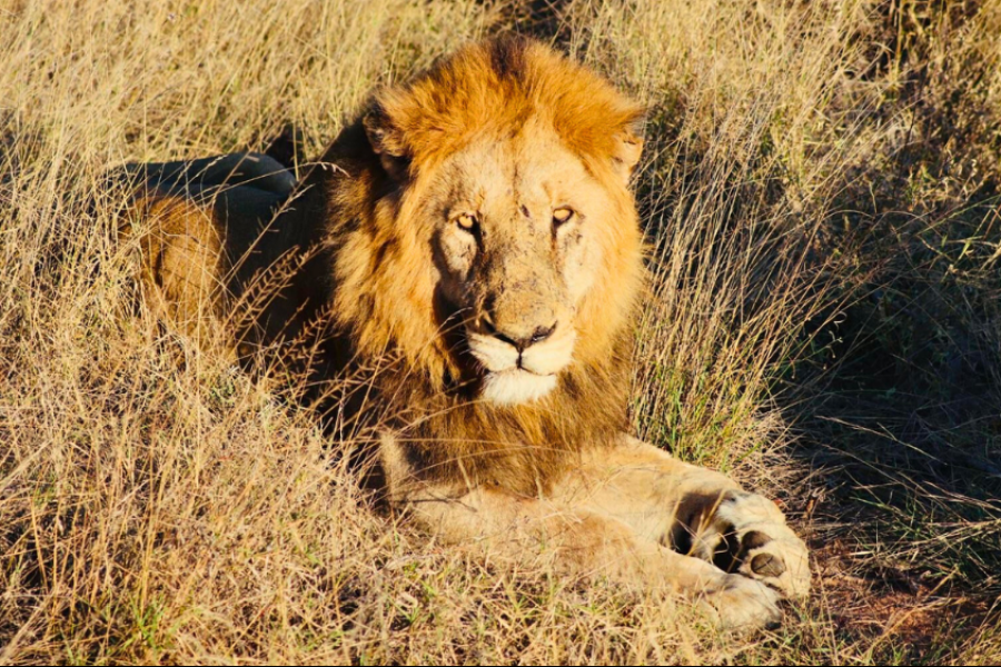 Lion - ©Atiba Voyage
