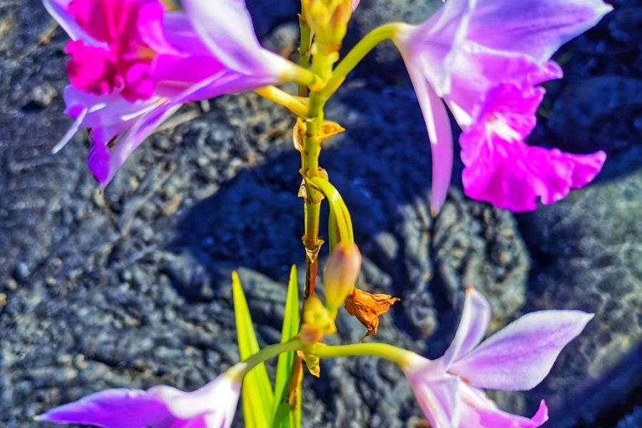 Orchidée Bambou - ©TUNNELS DE LAVE BAZALTIK