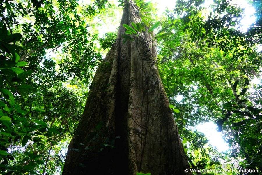 Arbre - ©ECOTOURISME TAÏ