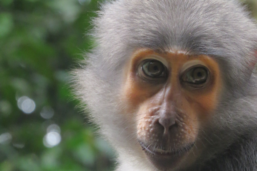 Poutchou, femelle habituée du groupe de Mangabey - ©Wild Chimpanzee Foundation