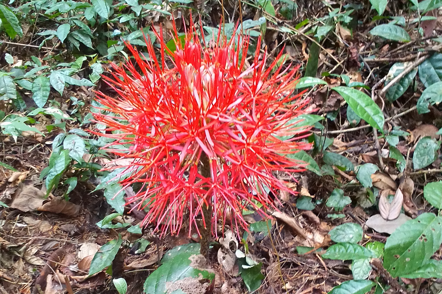 Haemanthus multiflorus, sur le chemin pour rejoindre le campement d'écotourisme - ©Wild Chimpanzee Foundation