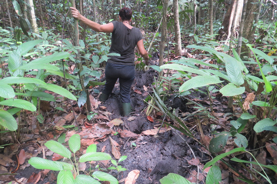 Sur la piste des éléphantes, traces fraîches - ©Wild Chimpanzee Foundation