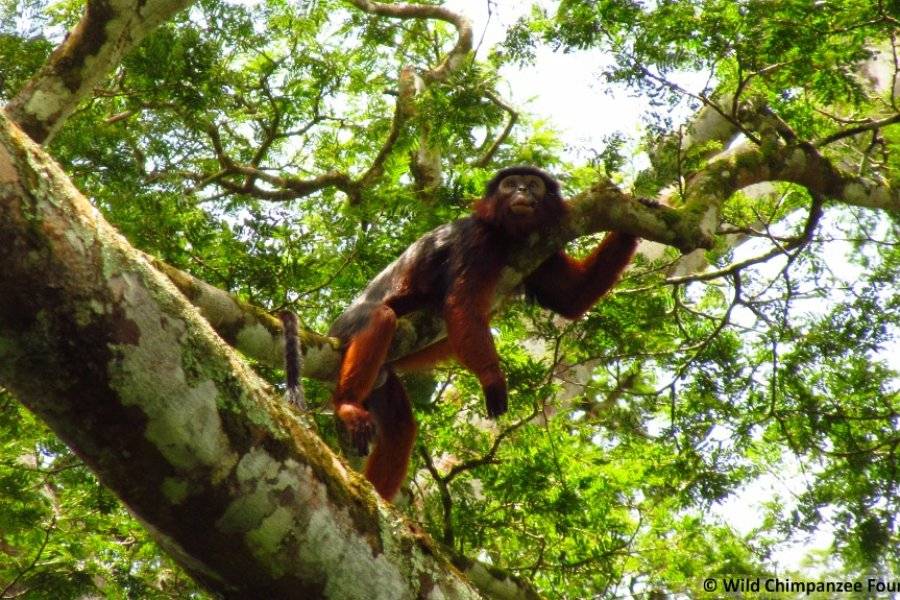 Colobe rouge - ©ECOTOURISME TAÏ