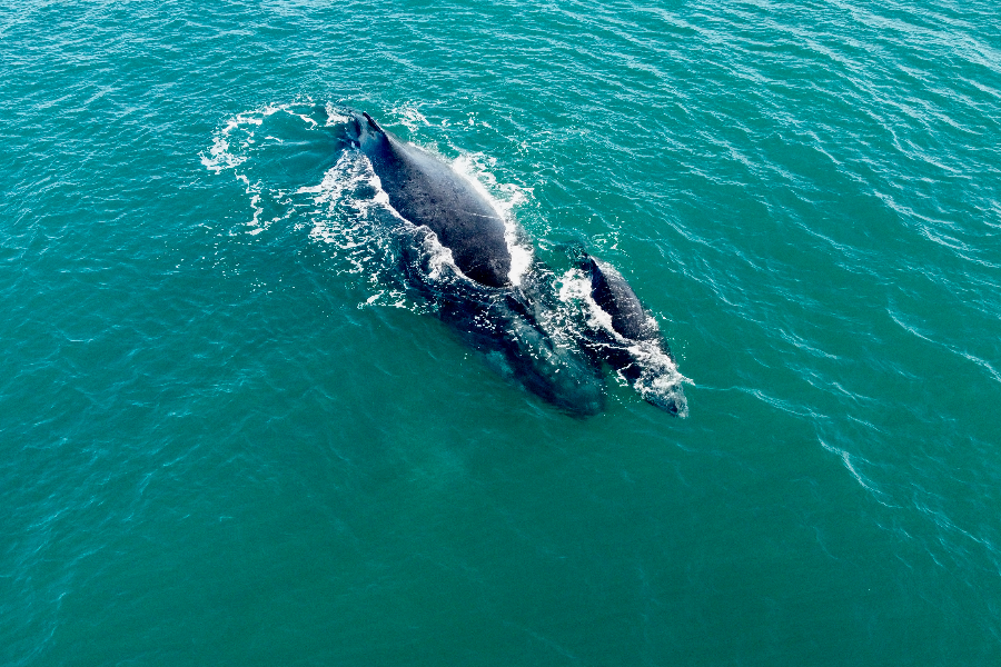 Observation des baleines - ©Travessia Beach Lodge