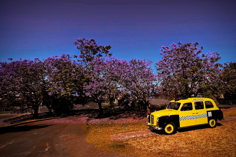 Taxi Anglais sous les Jacarandas - ©VTC Réunion