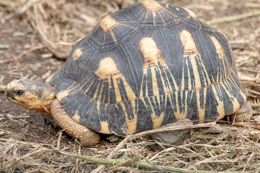 Achat Tortues Terrestre - Tortues Terrestres - La Ferme Tropicale