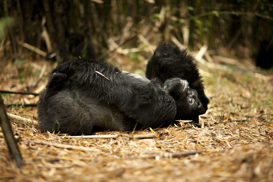 Volcanoes National Park - ©Palast Tours & Travels