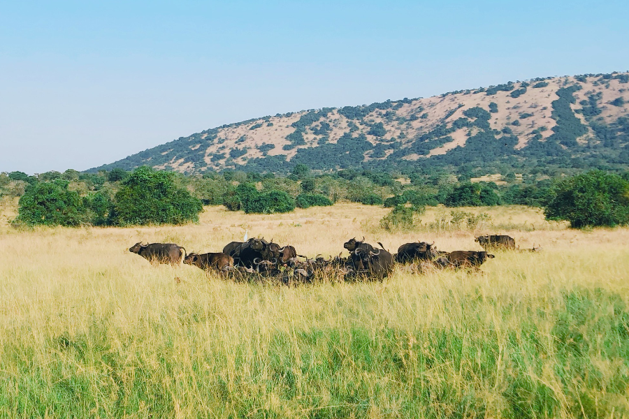 Akagera National Park - ©Palast Tours & Travels