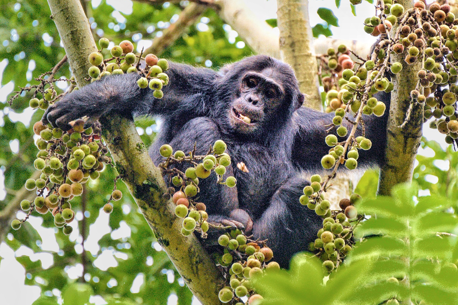 Chimpanzee - ©Palast Tours& Travels