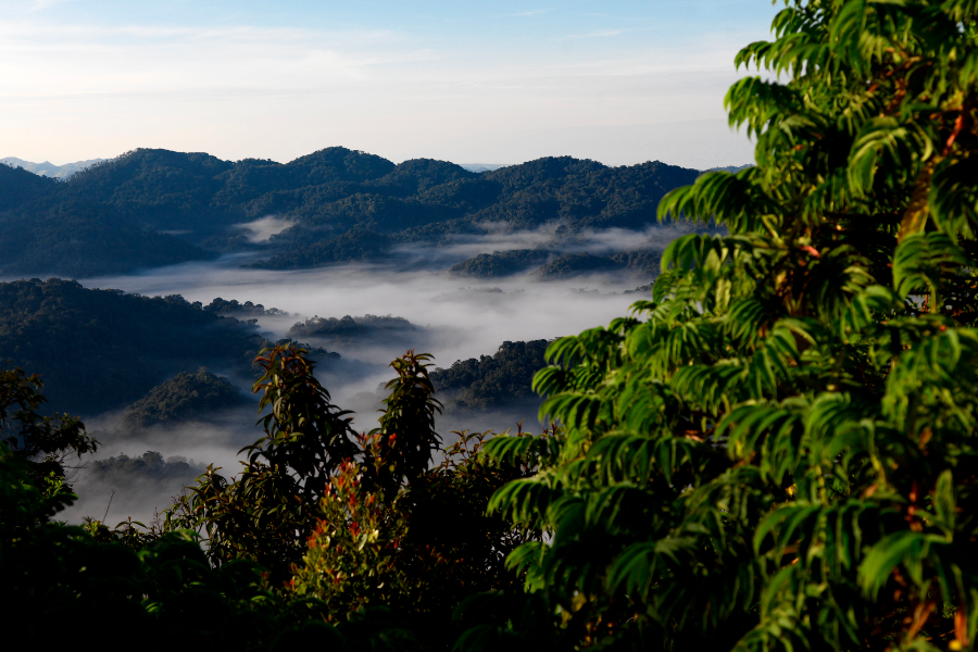 Nyungwe National Park - ©Palast Tours& Travels