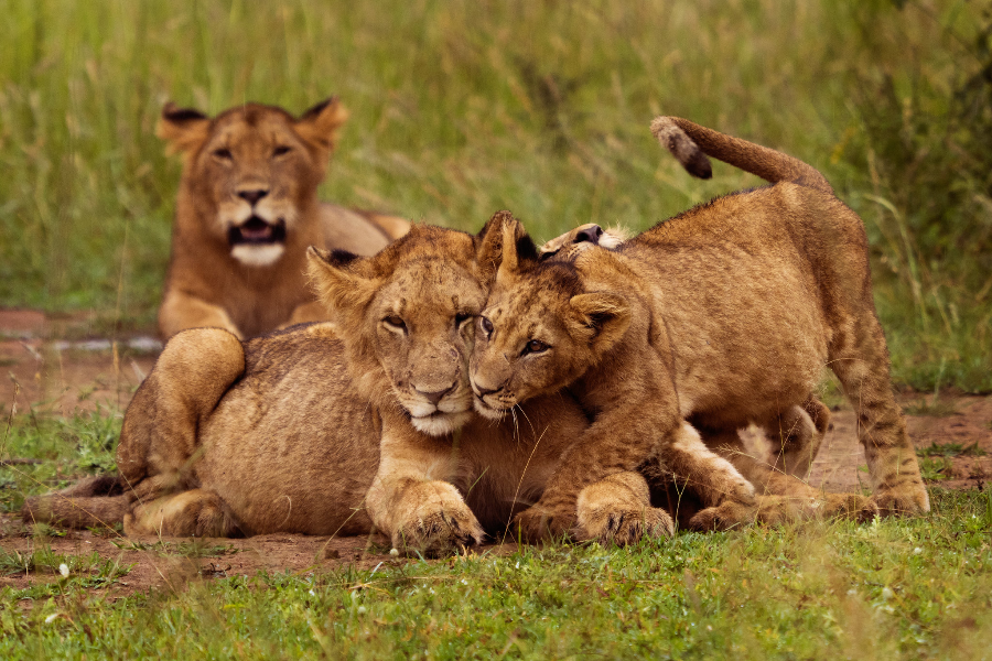 Big 5 in Akagera National Park - ©???? © 2025 [RDB] – Used with permission.