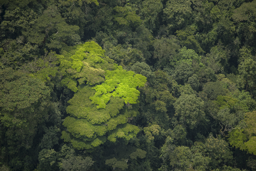 Nyungwe National Park - ©???? © 2025 [RDB] – Used with permission.